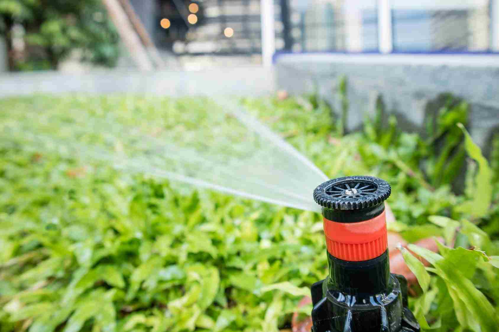 Adjustable spray nozzle with red collar throwing a thin fan of water across leafy groundcover.