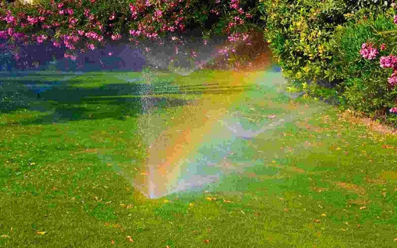 Sprinkler arc lit by sunlight forming a rainbow over a lawn fringed by pink-flowering oleander.