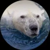 John fox