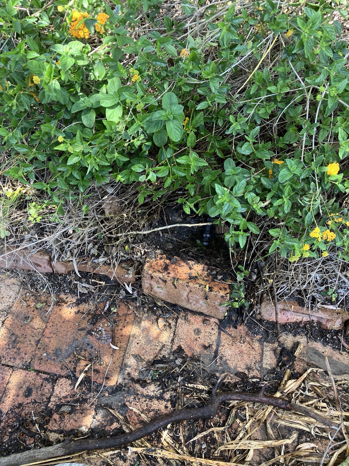 Reticulation work by Perth Reticulation Experts in Dianella — job photo 6