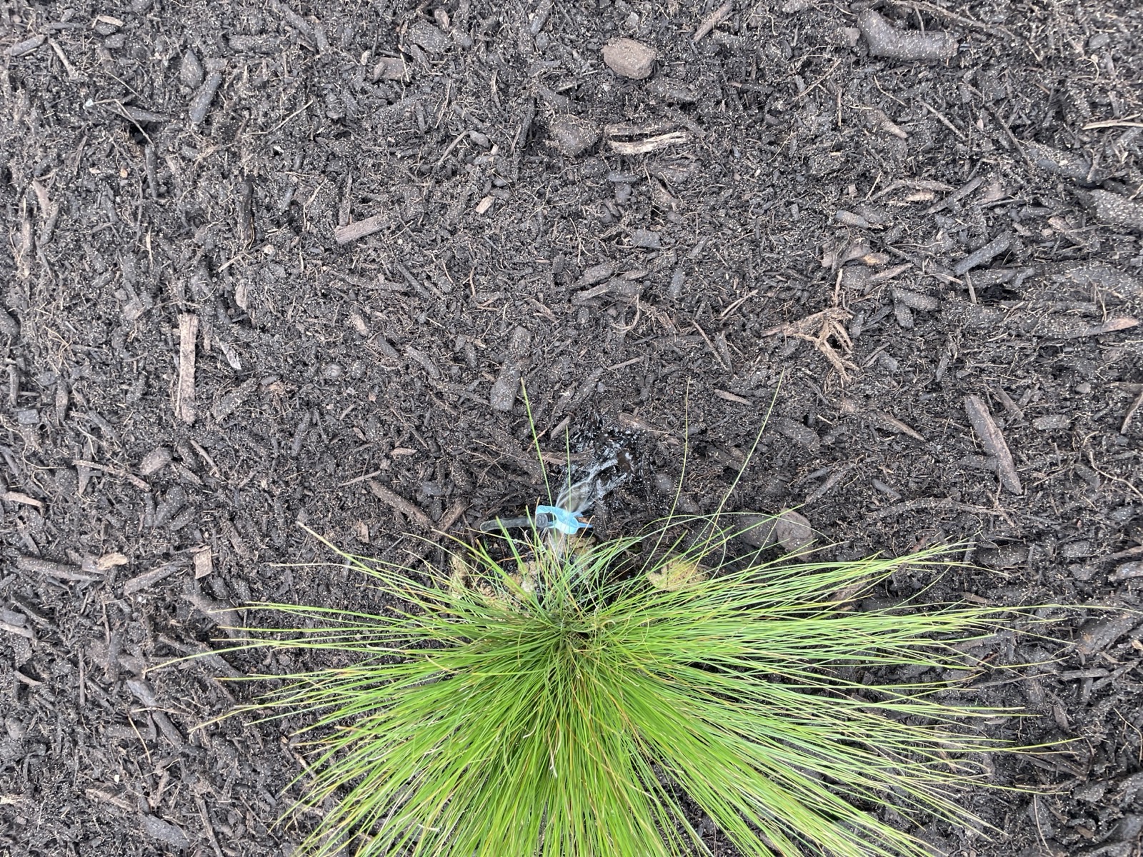 Reticulation work by Perth Reticulation Experts in Lakelands — job photo 2