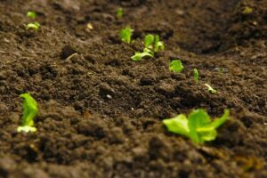 soil with planted seedlings perth garden