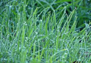 green grass blades after raining in Perth