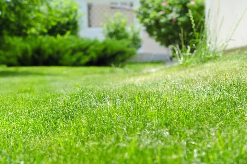 Winter Lawn Care – Keep your Lawn Happy This Winter