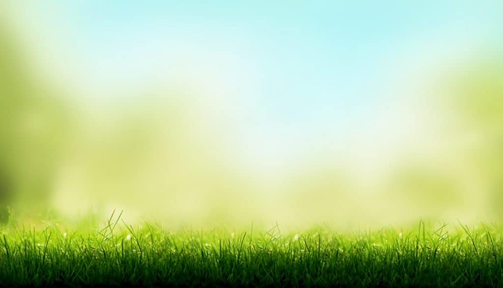 5 Tips to Keep A Healthy Green Lawn