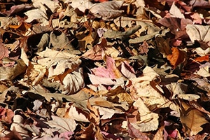 fallen leaves garden mulch Perth