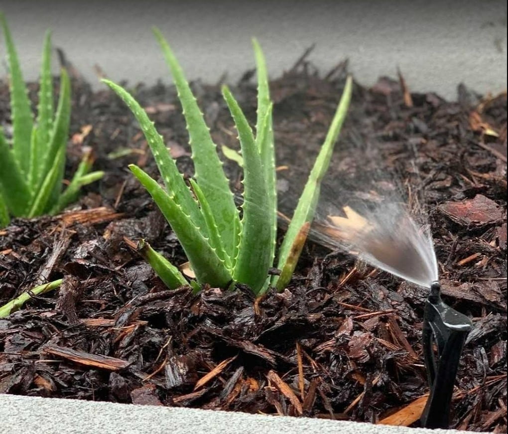 Water Sprinkler near two plants in a garden on mulch